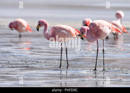 James's Flamingo (Phonenicoparrus Jamesi) Beweidung auf dem gefrorenen Wasser der Laguna Hedionda. Sud Lipez Provinz, Uyuni, Bolivien Stockfoto