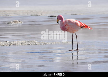 James's Flamingo (Phonenicoparrus Jamesi) Beweidung auf dem gefrorenen Wasser der Laguna Hedionda. Sud Lipez Provinz, Uyuni, Bolivien Stockfoto
