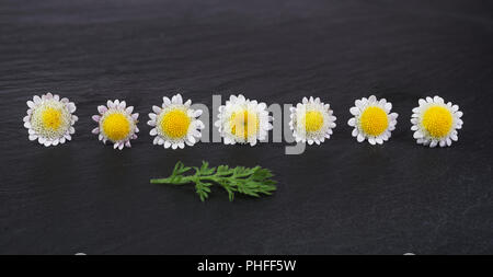 Gruppe von kleinen Daisy oder kamillenblüten Stockfoto