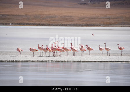 James's Flamingo (Phonenicoparrus Jamesi) Beweidung auf dem gefrorenen Wasser der Laguna Hedionda. Sud Lipez Provinz, Uyuni, Bolivien Stockfoto