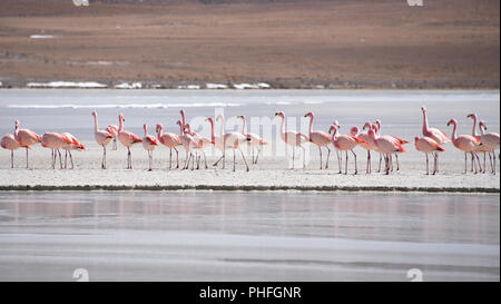 James's Flamingo (Phonenicoparrus Jamesi) Beweidung auf dem gefrorenen Wasser der Laguna Hedionda. Sud Lipez Provinz, Uyuni, Bolivien Stockfoto