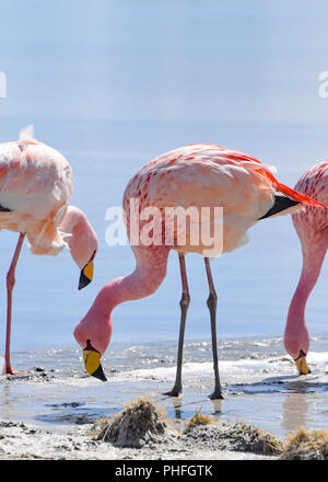 James's Flamingo (Phonenicoparrus Jamesi) Beweidung auf dem gefrorenen Wasser der Laguna Hedionda. Sud Lipez Provinz, Uyuni, Bolivien Stockfoto