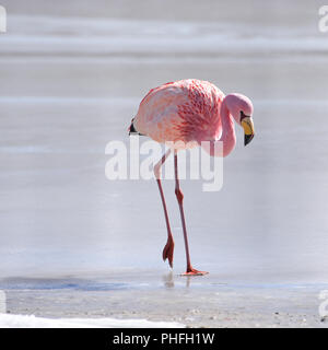 James's Flamingo (Phonenicoparrus Jamesi) Beweidung auf dem gefrorenen Wasser der Laguna Hedionda. Sud Lipez Provinz, Uyuni, Bolivien Stockfoto