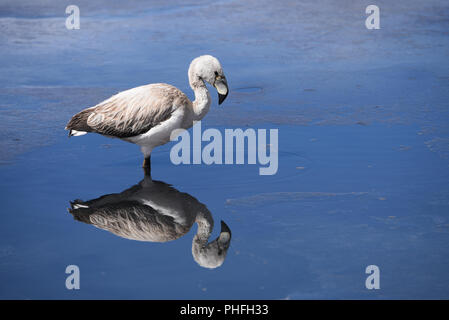 Ein Jugendlicher James Flamingo steht auf dem gefrorenen Gewässern des Laguna Canapa, in der Provinz Sud Lipez, Uyuni, Bolivien Stockfoto