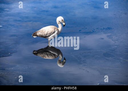 Ein Jugendlicher James Flamingo steht auf dem gefrorenen Gewässern des Laguna Canapa, in der Provinz Sud Lipez, Uyuni, Bolivien Stockfoto