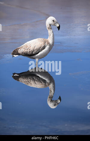 Ein Jugendlicher James Flamingo steht auf dem gefrorenen Gewässern des Laguna Canapa, in der Provinz Sud Lipez, Uyuni, Bolivien Stockfoto