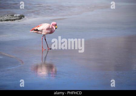 James's Flamingo (Phonenicoparrus Jamesi) Beweidung auf dem gefrorenen Wasser der Laguna Hedionda. Sud Lipez Provinz, Uyuni, Bolivien Stockfoto
