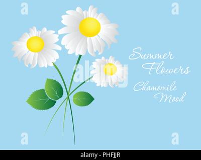 Daisy Blumen auf einem blauen Hintergrund. Vorlage für Postkarten und Visitenkarten. Vector Illustration Farbe. Stock Vektor