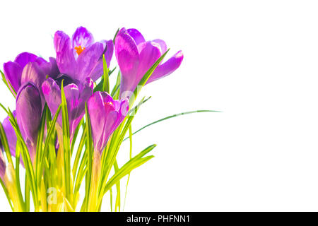 Erste Frühlingsblumen - Bouquet von Violette Krokusse Stockfoto