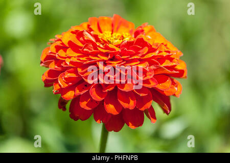 Zinnia elegans 'Orange King' Stockfoto