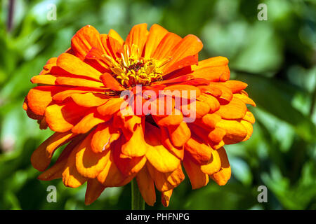 Zinnia elegans 'Orange King' Stockfoto