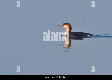 Black-throated Loon im Winter Stockfoto