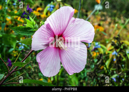 Blume Hibiscus moscheutos ' Galaxie ' Stockfoto