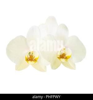 Zwei gelbe Orchidee Blumen Stockfoto