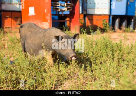 Grau Schwein, close-up auf grünem Gras Hintergrund Stockfoto