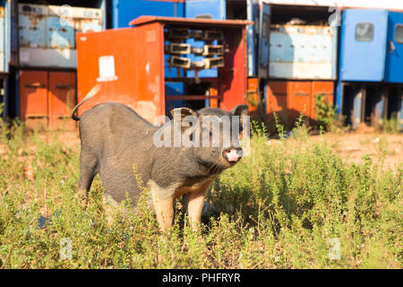 Grau Schwein, close-up auf grünem Gras Hintergrund Stockfoto