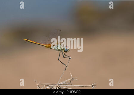 Rot-veined Darter (Sympetrum Fonscolombii) Stockfoto