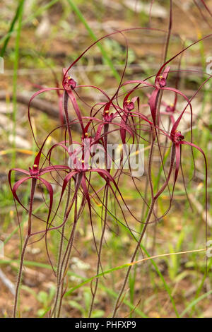 Kolonie von Blut Spider Orchideen in Goomalling, WA, Australien Stockfoto