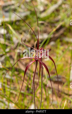 Caladenia filifera, Blut Spider Orchid Stockfoto