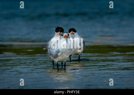 Drei royal Seeschwalben Gruppe zusammen in ein lustiges Trio Waten im seichten Meer Wasser. Stockfoto