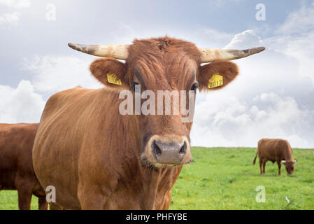 Jersey Vieh auf der grünen Weide in County Kerry Irland Dingle Stockfoto