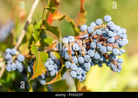 Blätter und blauen Beeren der Mahonie (Mahonia aquifolium) - ein Evergreen blühender Strauch Stockfoto