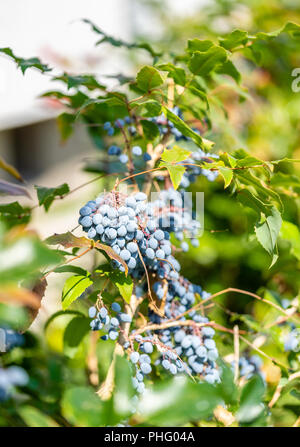 Blätter und blauen Beeren der Mahonie (Mahonia aquifolium) - ein Evergreen blühender Strauch Stockfoto