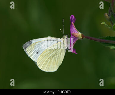 Kleine Weiße, Pieris Rapae, schmetterling Fütterung auf große Weidenröschen, Epilobium hirsutum, Lancashire, Großbritannien Stockfoto