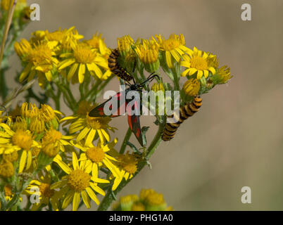 Six-spot Burnet Moth, Zygaena Filipendulae, Erwachsene gemeinsam mit Caterpillar auf Ragwort, Extensa vulgaris, Blume, Lancashire, England, Großbritannien Stockfoto
