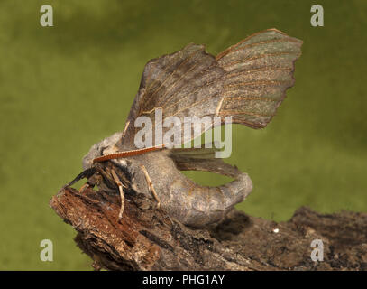 Pappel Hawk Moth, Laothoe populi, Porträt, Großbritannien Stockfoto