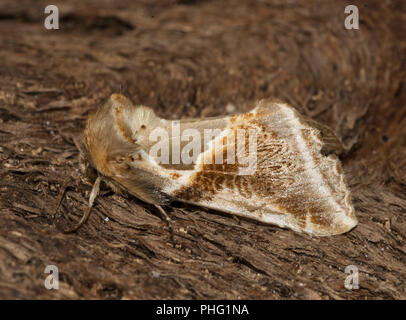 Buff Habrosyne pyritoides, Bögen, Habrosyne derasa, Motte auf Holz, Lancashire, Großbritannien Stockfoto