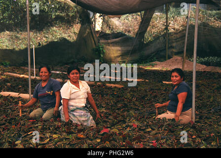 Indische Frauen arbeiten auf einer Plantage tendenziell für die Ausfuhr nach Belgien und Frankreich. Stockfoto