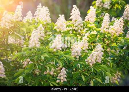 Blossom Kastanie in Blumen Stockfoto