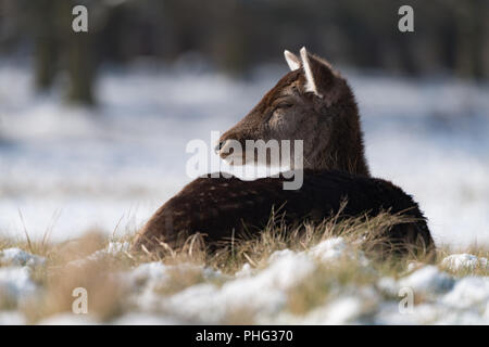 Weiblichen Rotwild bei Schnee Gras liegend Stockfoto