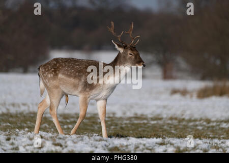 Männlichen Damwild wandern durch verschneite Park Stockfoto