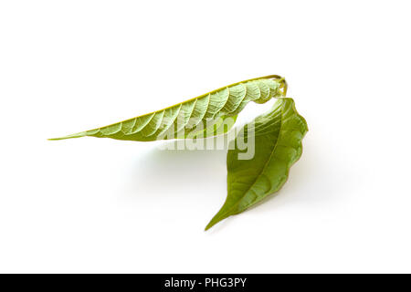 Kratom Blätter auf weißem Hintergrund. Natürliche Heilkräuter. Stockfoto