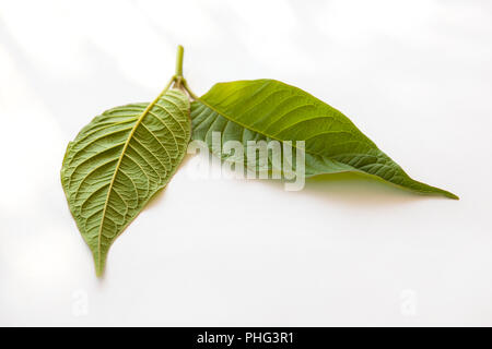 Kratom Blätter auf weißem Hintergrund. Natürliche Heilkräuter. Stockfoto