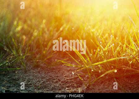 Warme Herbst Hintergrund mit bunten helle Wiese während der Sunrise Stockfoto