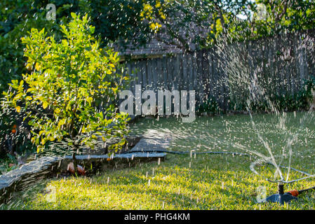 Ein Gartensprinkler sprüht Wasser auf einem St. Augustine (Palmetto) Rasen in einem Sydney Hinterhof in Australien Stockfoto