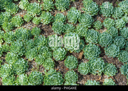 Echeveria Orvala (Blau mexikanische Henne und Küken) Sukkulenten Stockfoto