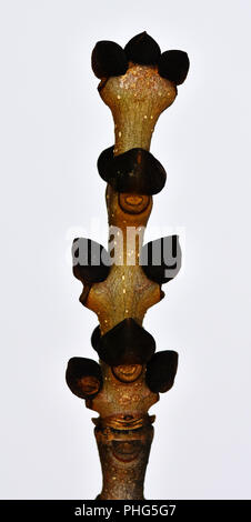 Asche; Knospe; gemeinsame Esche, Fraxinus excelsior; Stockfoto