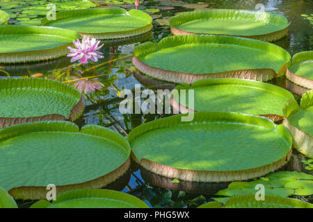 Victoria cruziana (Santa Cruz Seerose, Wasser Platter, yrupe) Der nymphaeaceae Familie Stockfoto
