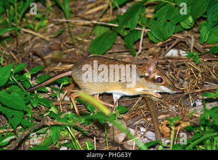 Die vier-toed Sengi oder Rüsselhündchen wie früher bekannt als zu sein, aktiv sind dämmerungsaktiv Insektenfresser und zwar nicht oft Ihre regelmässige Anwendung von gesehen Stockfoto