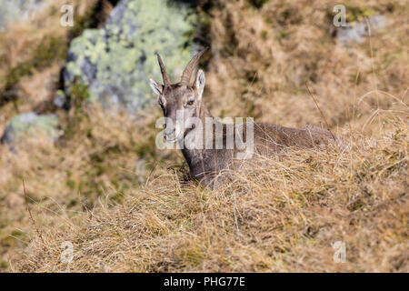 Junge Steinbock sitzt in das trockene Gras an einem schönen Herbsttag auf dem Niederhorn im Berner Oberland in der Schweiz Stockfoto