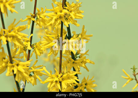 Blühende forsythia Niederlassungen Stockfoto