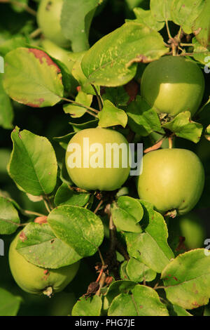 Apple tree Detail Stockfoto