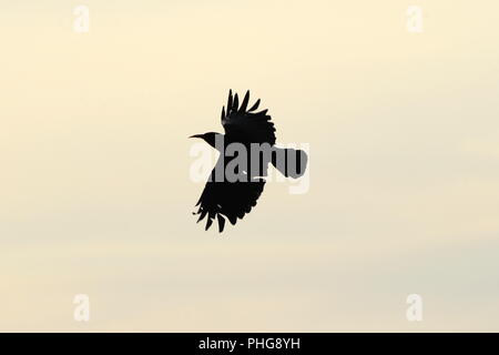 Red billed Chough im Flug auf einem weißen Himmel Hintergrund Stockfoto