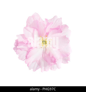 Pink sakura Cherry Blumen Stockfoto