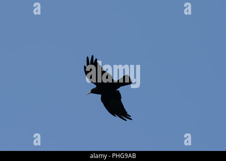 Red billed Chough im Flug auf einem blauen Himmel Hintergrund Stockfoto