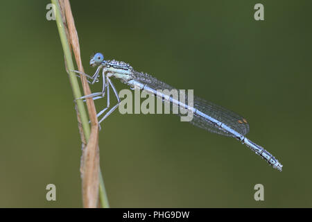 White-legged damselfly Stockfoto